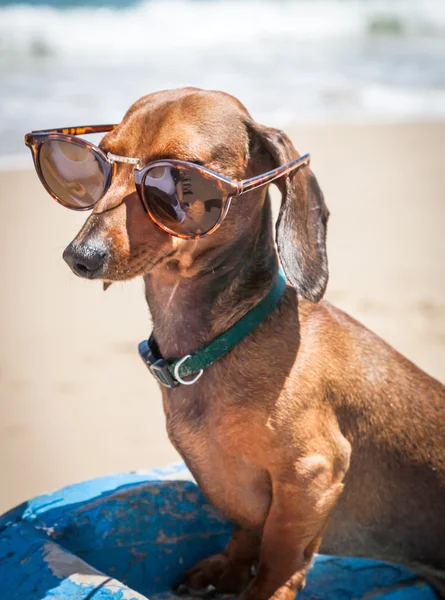 Chien à la plage avec des lunettes de soleil — Photo