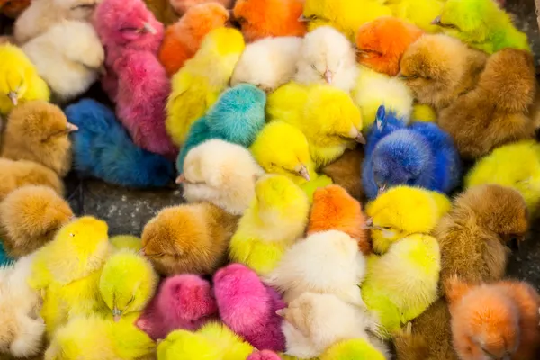 Pollos colores —  Fotos de Stock