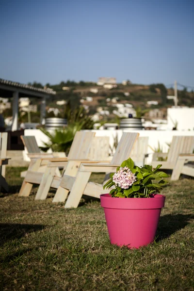 Fleur dans le pot de fleur en pierre — Photo