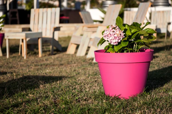 Fleur dans le pot de fleur en pierre — Photo