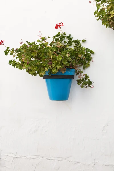 Spanska blomkruka — Stockfoto