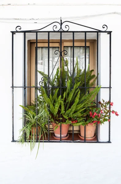 Fönster i andalusiska vita byar i Spanien — Stockfoto