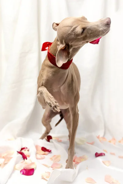 Portrait Der Rasse Reine Italienische Windhund Mit Rosen Frühlingskonzept — Stockfoto