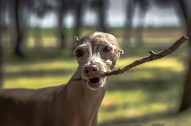 İtalyan Greyhound cinsi köpek. Odaklanmadan ormanda oynuyor.