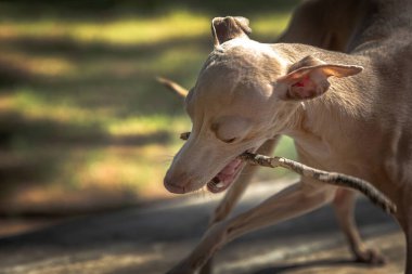 İtalyan Greyhound cinsi köpek. Odaklanmadan ormanda oynuyor.