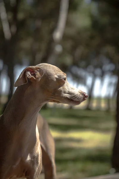 Italienischer Windhund Spielt Wald Mit Unkonzentriertem Hintergrund — Stockfoto