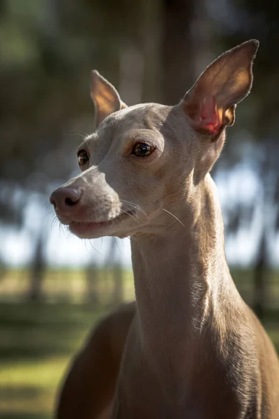 Italiano Greyhound Raça Cão Brincando Floresta Com Fundo Desfocado — Fotografia de Stock