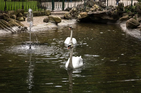 Beautiful White Swans Floating Lake — Stock Photo, Image