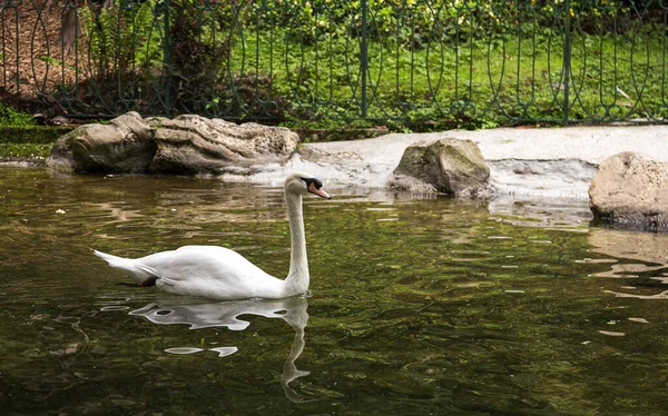 Beautiful White Swans Floating Lake — Stock Photo, Image