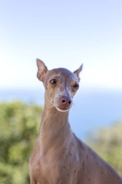 İtalyan Greyhound cinsi köpek. Odaklanmadan ormanda oynuyor.