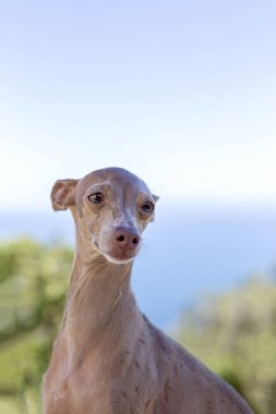 İtalyan Greyhound cinsi köpek. Odaklanmadan ormanda oynuyor.