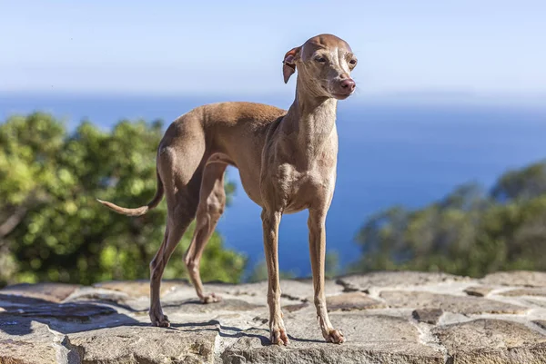 イタリアのグレイハウンドの品種犬が集中していない背景を持つ森の中で遊ぶ — ストック写真