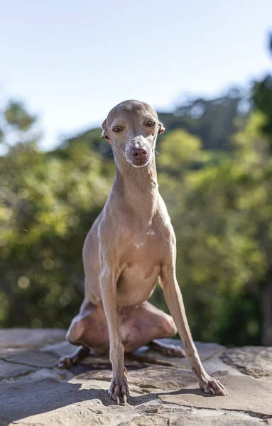 Italienischer Windhund Spielt Wald Mit Unkonzentriertem Hintergrund — Stockfoto