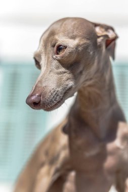 İtalyan Greyhound cinsi köpek. Odaklanmadan ormanda oynuyor.