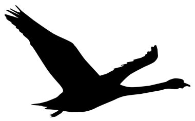 Kuğu.