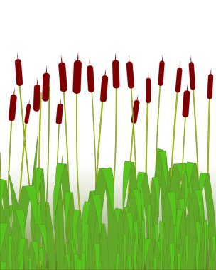 Bulrush göleti çimenleri beyaz gökyüzü arka planında büyüyor
