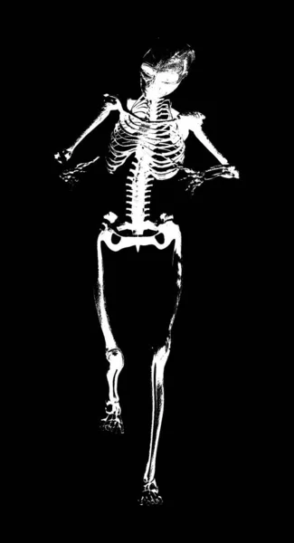 Ізольований Білий Скелет Чорному Тлі — стоковий вектор