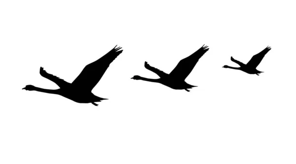 Siluetas Tres Cisnes Voladores Sobre Fondo Blanco — Archivo Imágenes Vectoriales