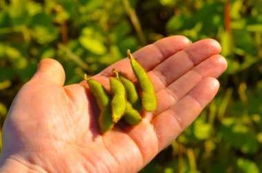 注視牛と農村景観