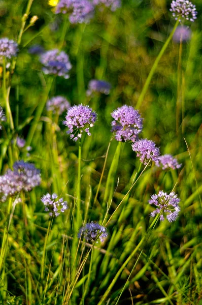 Lindas flores violetas de campo allium aflatunense — Fotografia de Stock