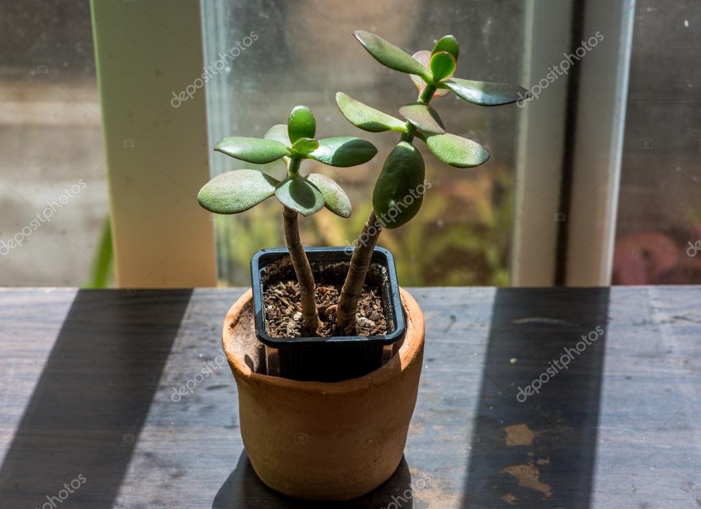 House plant Stock Photo by ©srongkrod481 44860259