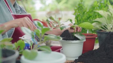 Bahçe evi. Ev bahçesinde yeşil ağaç diken bir kadın. Hobi olarak saksılar ve rahatlama. bitki satışları, ev bahçesi, orman, bahçıvan, çiçek dekorasyonu, serbest çalışma, ev ormanı, bahçe, çiçek dekoru.