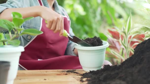 园艺之家女人在自家花园重新种植绿树 花盆作为业余爱好和放松 采购产品植物销售 房子花园 花卉装饰 自由职业 家庭丛林 花卉装饰 — 图库视频影像