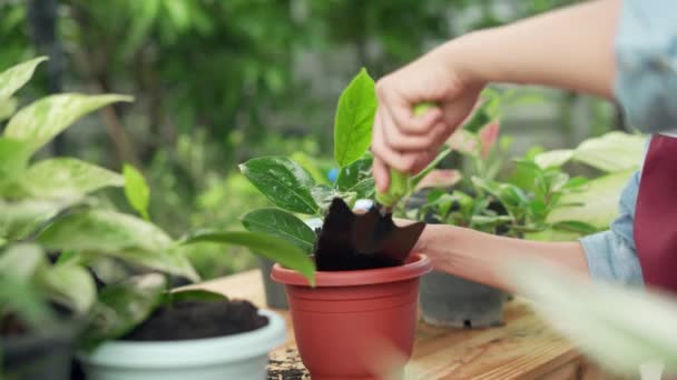 Gartenarbeit Hause Frau Pflanzt Grünen Baum Heimischen Garten Neu Blumentöpfe — Stockvideo