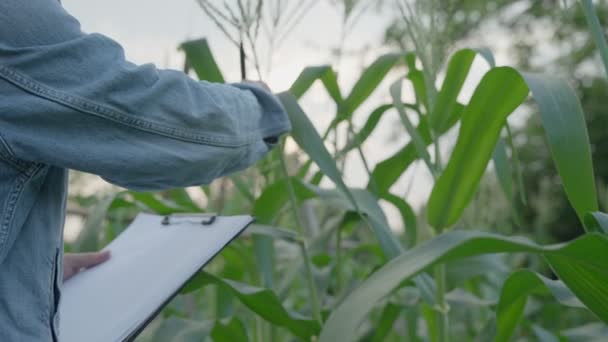 Çiftçiler Bitki Poleninin Durumunu Kaydediyor Izliyorlar Bilim Insanları Tarımlarını Araştırdıkları — Stok video