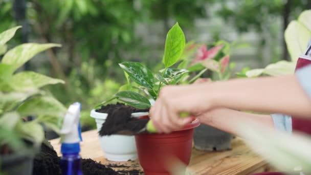 Casa Jardinagem Mulher Replantando Árvore Verde Jardim Casa Vasos Como — Vídeo de Stock