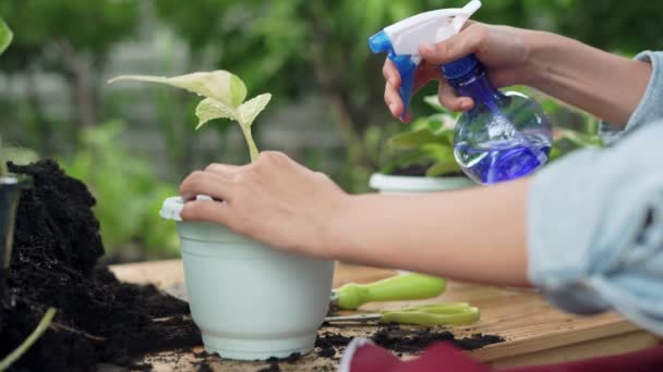 Gardening Home Woman Replanting Green Tree Home Garden Flowerpots Hobby — Stock Video