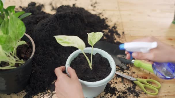 Casa Jardinería Mujer Replantando Árbol Verde Jardín Casero Macetas Como — Vídeos de Stock