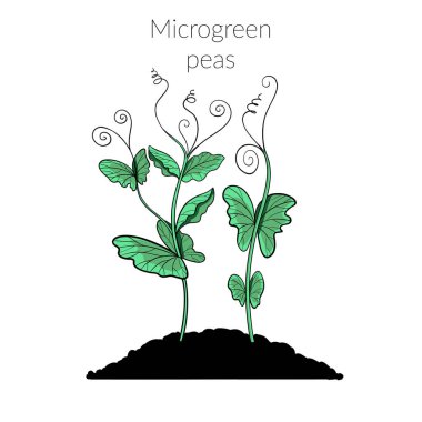 Genç mikroyeşil pancar 