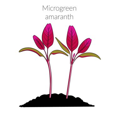 Genç mikroyeşil araranth