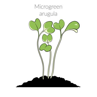 Genç mikroyeşil roka