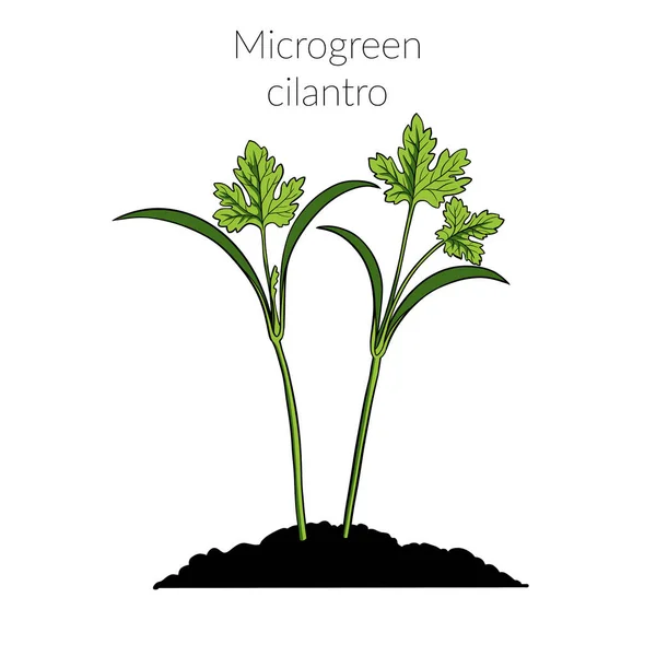 Joven cilantro microverde —  Fotos de Stock