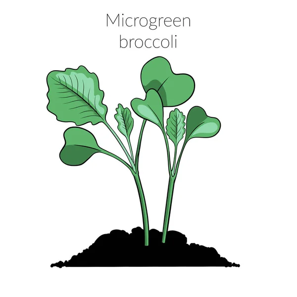 Brócoli microverde joven —  Fotos de Stock