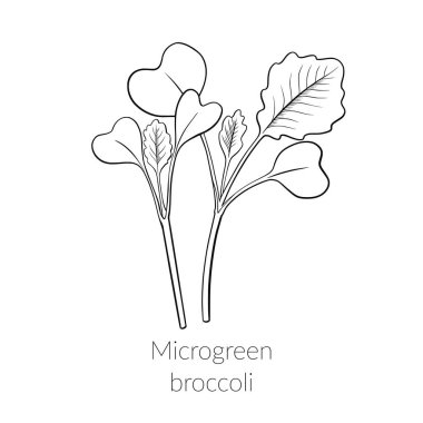 Genç mikroyeşil brokoli