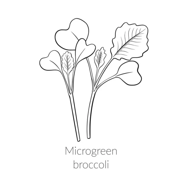 Mladá mikrozelená brokolice — Stockový vektor