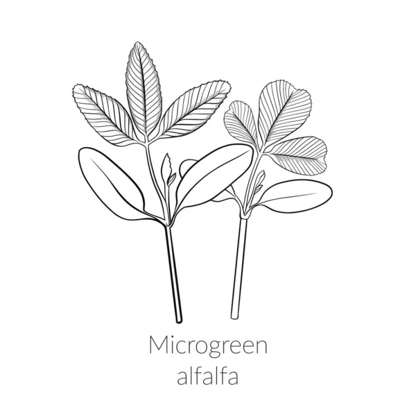 Alfalfa microverde joven — Archivo Imágenes Vectoriales