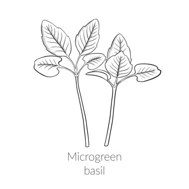 Genç mikroyeşil fesleğen