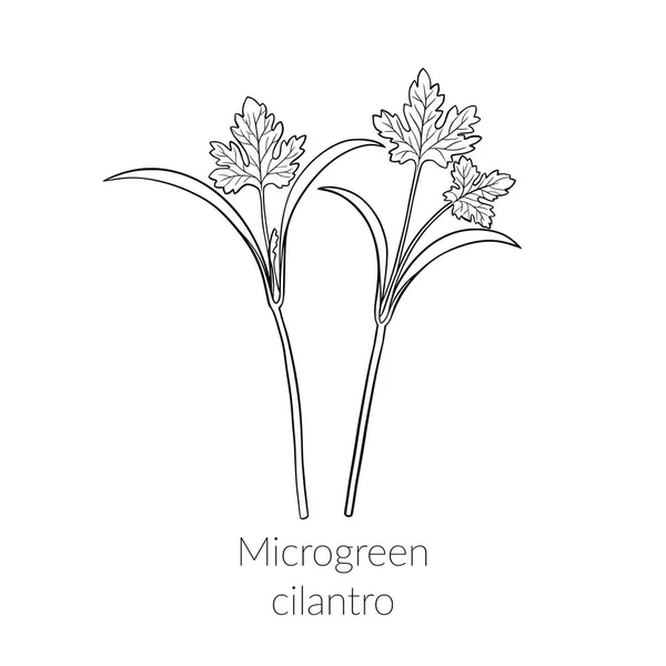 Young microgreen cilantro — Stockový vektor