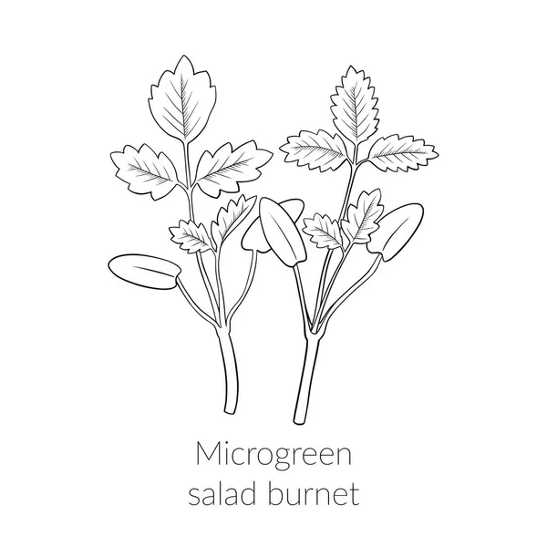 Burnet de ensalada microverde joven — Archivo Imágenes Vectoriales