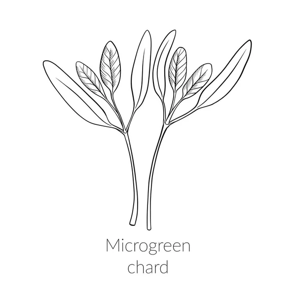 Mladý microgreen chard — Stockový vektor