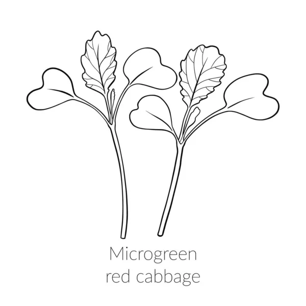 Brotes Jóvenes Col Roja Microverde Crecimiento Col Microverde Hojas Verdes — Archivo Imágenes Vectoriales
