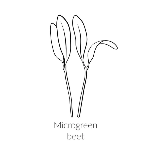 Mladé Mikrozelené Řepy Klíčky Řepa Mikrozelené Pěstování Mladé Zelené Listy — Stockový vektor