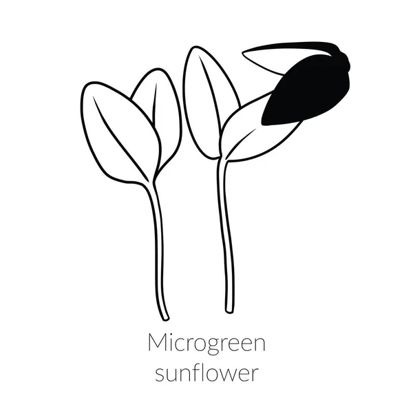 Mladé Mikrozelené Slunečnicové Výhonky Pěstování Slunečnicových Mikrozeleně Mladé Zelené Listy — Stockový vektor