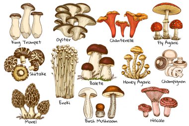 Yenilebilir mantarlar, istiridye chanterelle, bal agarik enoki, doğranmış mantar, porcini mantarı, shiitake ve chanterelles el çizimi, beyaz arka planda izole edilmiş morel çizimi.