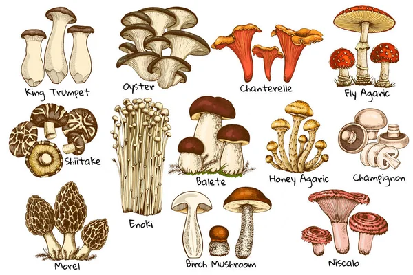 Yenilebilir mantarlar, istiridye chanterelle, bal agarik enoki, doğranmış mantar, porcini mantarı, shiitake ve chanterelles el çizimi, beyaz arka planda izole edilmiş morel çizimi.