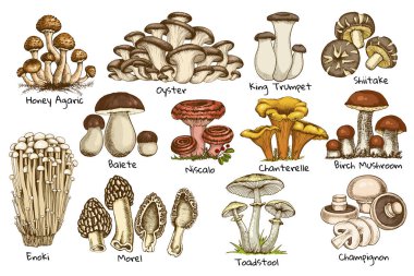Yenilebilir mantarlar, istiridye chanterelle, bal agarik enoki, doğranmış mantar, porcini mantarı, shiitake ve chanterelles el çizimi, beyaz arka planda izole edilmiş morel çizimi.